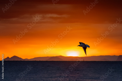 Sunset over the  ocean with birds flying in the foreground