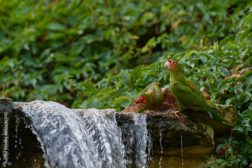 Mitred parakeet, Psittacara mitratus, red green parrot sitting in the river and drink water. Bird mitred conure in the nature habitat, wildlife Peru. Travel in South America, Bolivia, Peru.