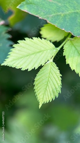 green leaves on a branch