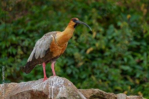 Buff-necked Ibis, Theristicus caudatus, exotic bird in the nature habitat, bird in the grass with beautiful evening sun light, during sunset, Argentina. photo