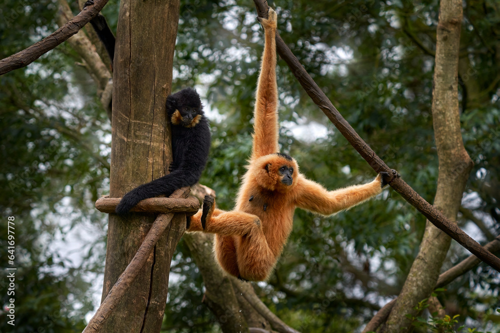 Naklejka premium Yellow-cheeked Gibbon, Nomascus gabriellae, with grass food, orange monkey on the tree. Gibbon in the nature habitat. Monkey from Cambodia, Laos, Vietnam, swinging on the tree. Asia wildlife.