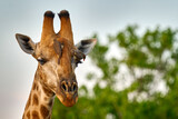 Giraffe head with bird. Yellow-billed Oxpeckers, Buphagus africanus, birds on the giraffes neck, Hwange National Park, Zimbabwe.