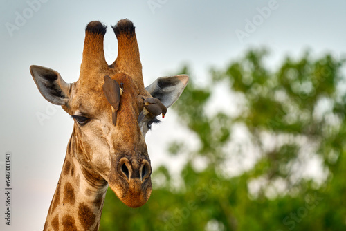 Giraffe head with bird. Yellow-billed Oxpeckers, Buphagus africanus, birds on the giraffes neck, Hwange National Park, Zimbabwe.