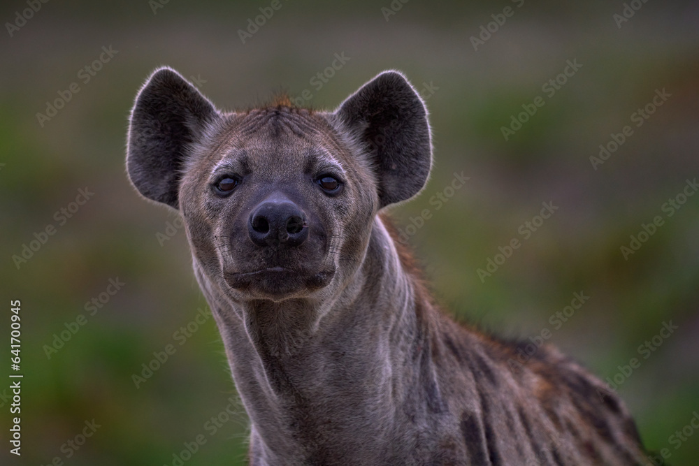 Hyena evening sunset light. Hyena, detail portrait. Spotted hyena, Crocuta crocuta, angry animal near the water hole, beautiful evening sunset and cub. Animal pup nature, Okavango delta, Botswana Hyena evening sunset light. Hyena, detail portrait. Spotted hyena, Crocuta crocuta, angry animal near the water hole, beautiful evening sunset and cub. Animal pup nature, Okavango delta, Botswana