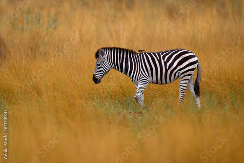 Okavango delta  zebra. Zebra with yellow golden grass. Burchell s zebra  Equus quagga burchellii  Nxai Pan National Park  Botswana  Africa. Wild animal on the green meadow. African safari.