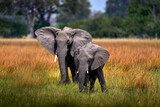 Elephant in the grass, beautiful evening light. Wildlife scene from nature, elephant in the habitat, Moremi, Okavango delta, Botswana, Africa. Green wet season, blue sky with clouds. African safari.