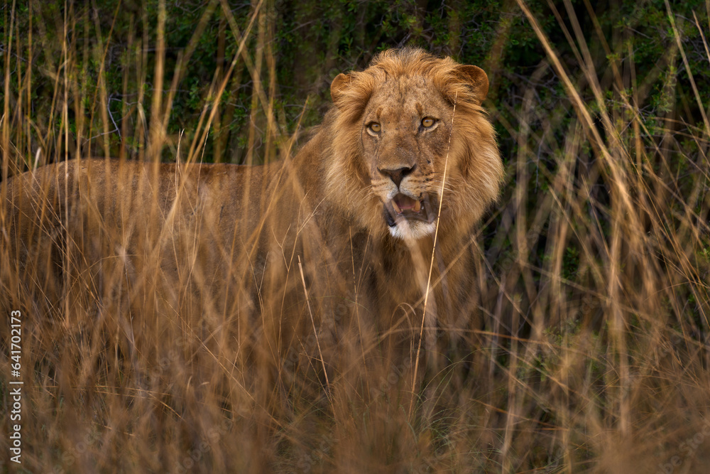 Lion male hidden in the grass, Okavango delta in Botswana. Lion male hidden in the grass, Okavango delta in Botswana.