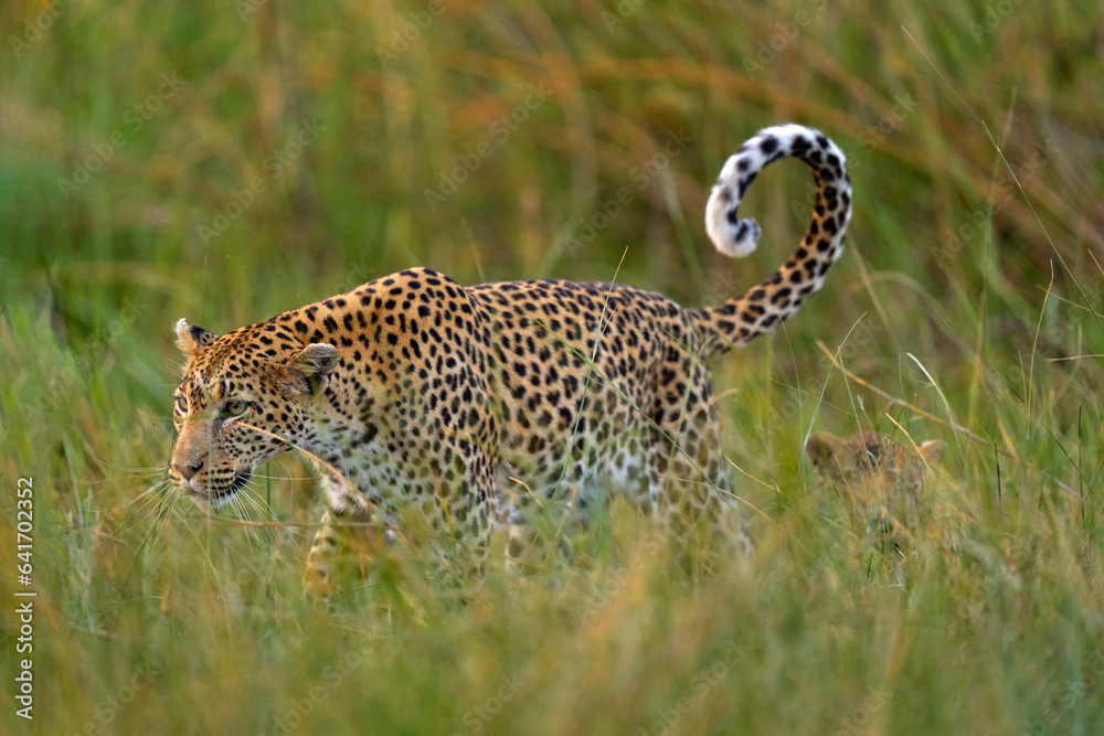 Naklejka premium Leopard kitten baby, hidden nice orange grass. Leopard cub with mother walk. Big wild cat in the nature habitat, sunny day on the savannah, Khwai river. Wildlife nature, Botswana wildlife.