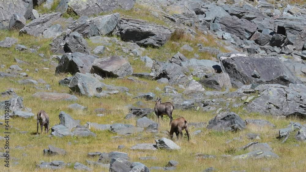 Group of chamois in the summer season (Rupicapra rupicapra) Group of chamois in the summer season (Rupicapra rupicapra)