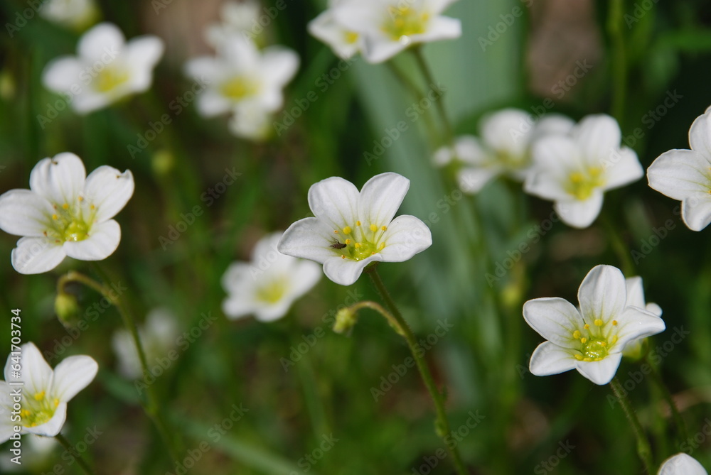 Claytonia small white flowers in a flower bed. The popular name is spring beauty. Early flowering genus, blooms in early spring. It has white 5-petal flowers with a pale green center. Claytonia small white flowers in a flower bed. The popular name is spring beauty. Early flowering genus, blooms in early spring. It has white 5-petal flowers with a pale green center.