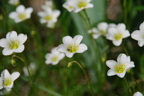 Claytonia small white flowers in a flower bed. The popular name is spring beauty. Early flowering genus, blooms in early spring. It has white 5-petal flowers with a pale green center.