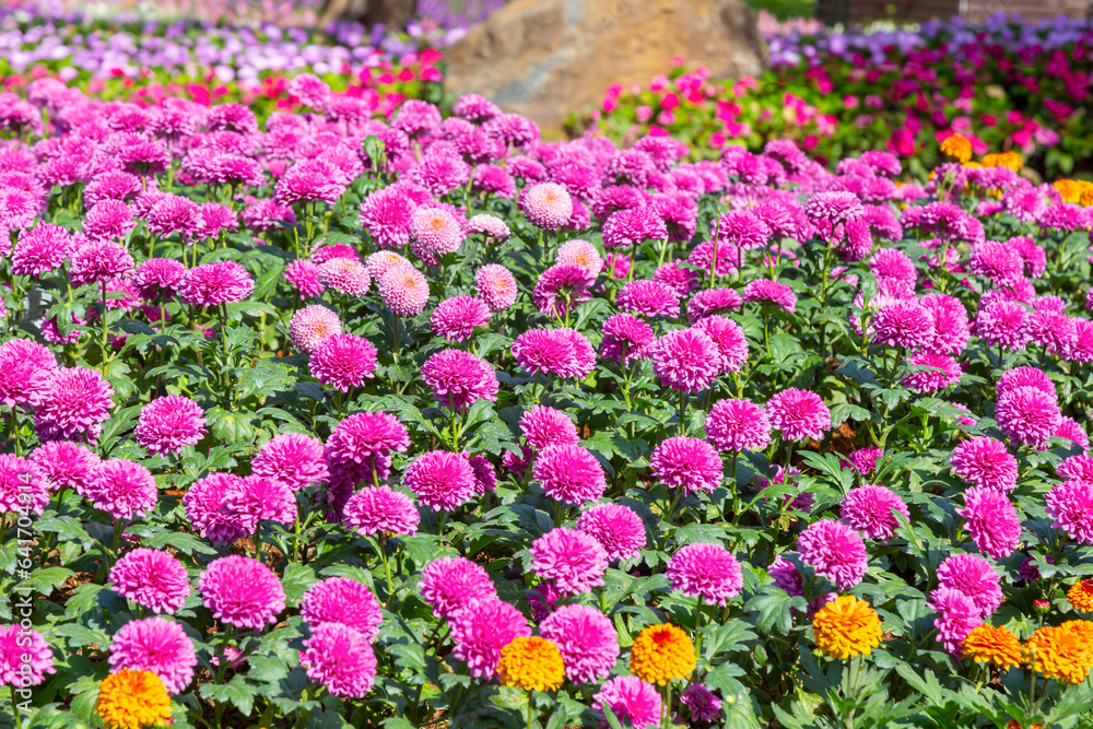 The Beautiful bright chrysanthemums bloom in autumn in the garden.