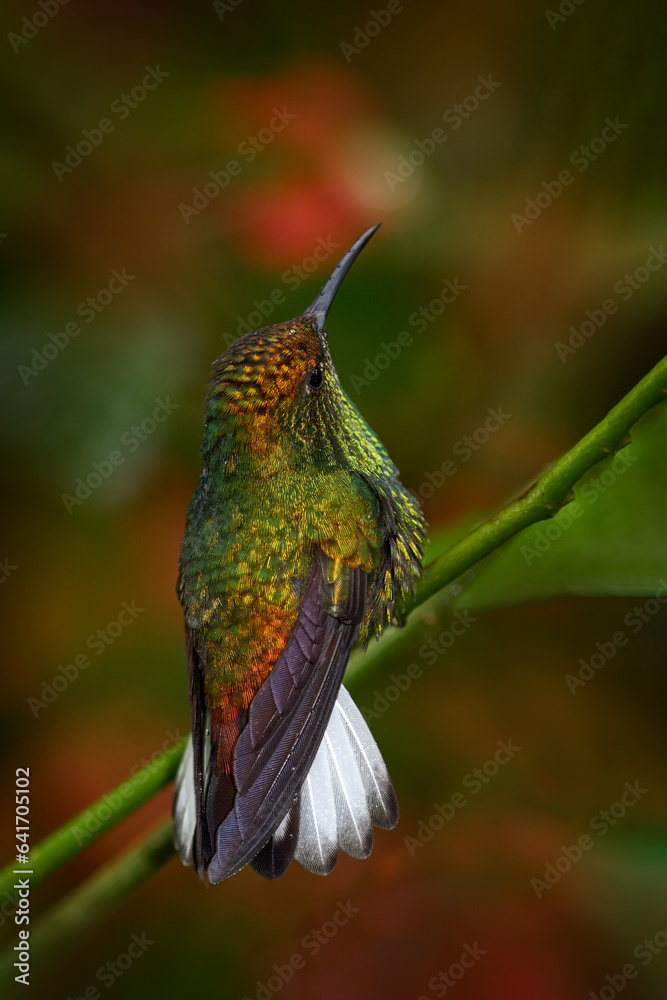 Fototapeta premium Coppery-headed emerald, Microchera cupreiceps) small hummingbird Endemic in Costa Rica. Tinny bird in the nature forestr habitat.