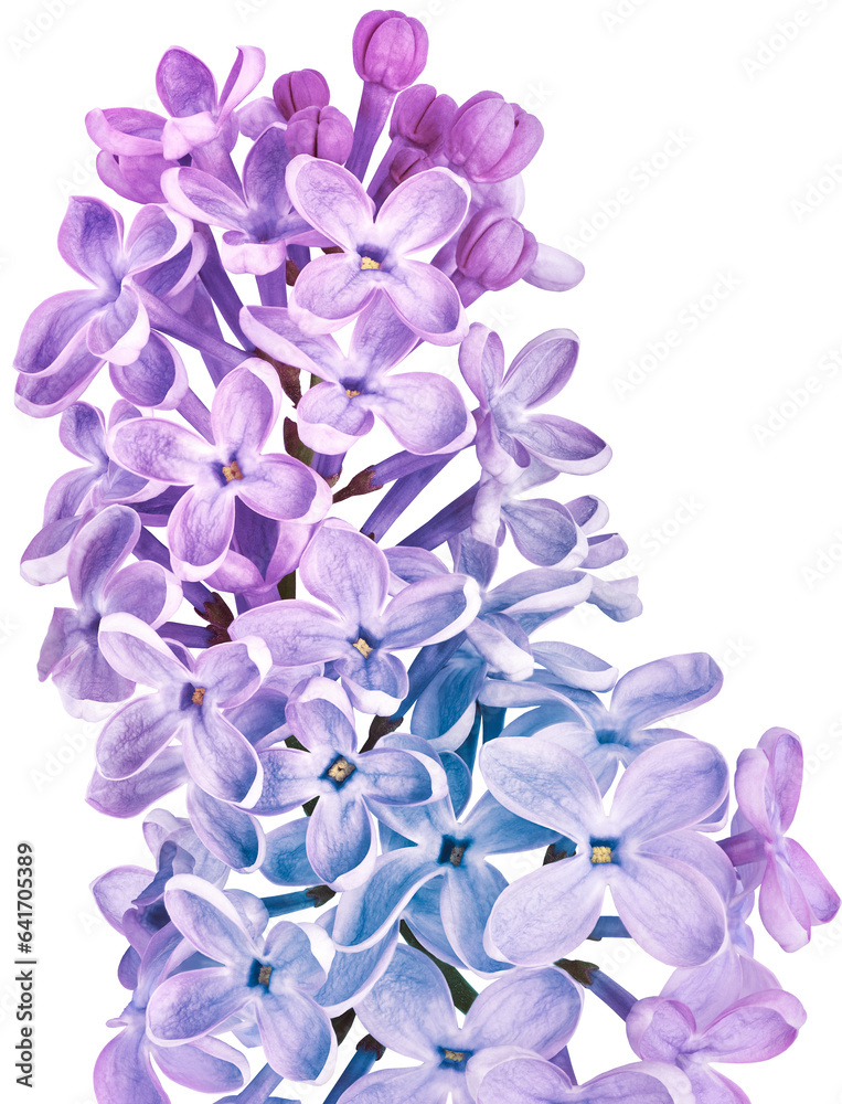 Twig lilac  isolated on white background. Spring flower. For design. Nature.