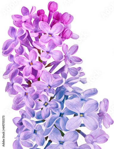Twig lilac isolated on white background. Spring flower. For design. Nature.