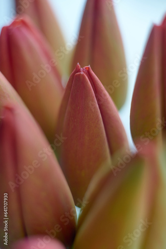 Close up photo of a closed tulip