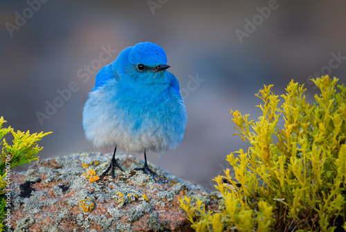 Adorable Mountain Bluebird in Colorado's Peaks