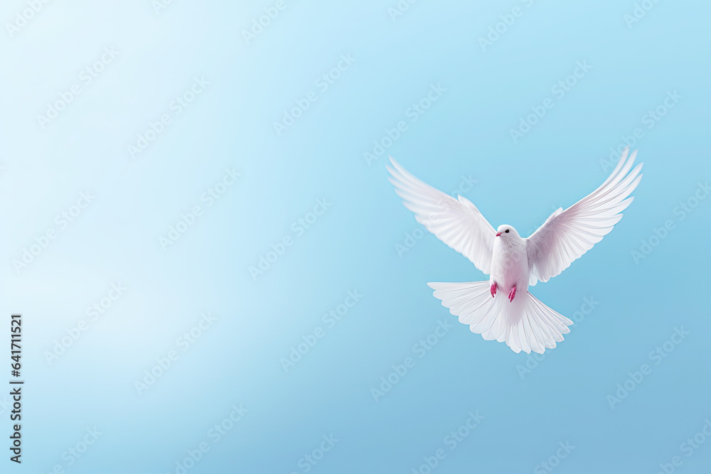 white dove flying white dove flying