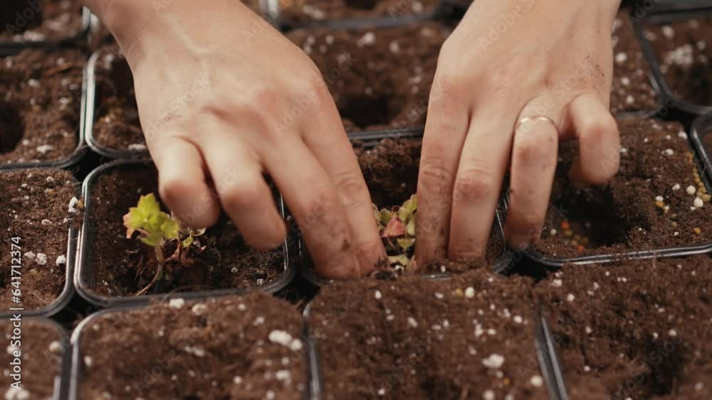 Woman planting a seedling in a plastic pot