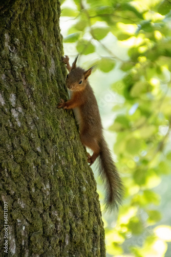 squirrel on a tree © Tim Petersson