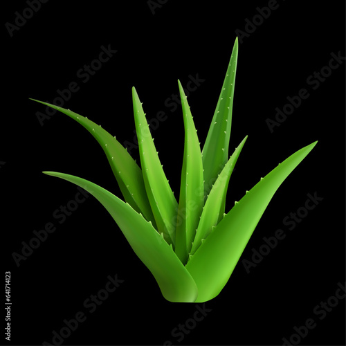 green sharp bush aloe vera