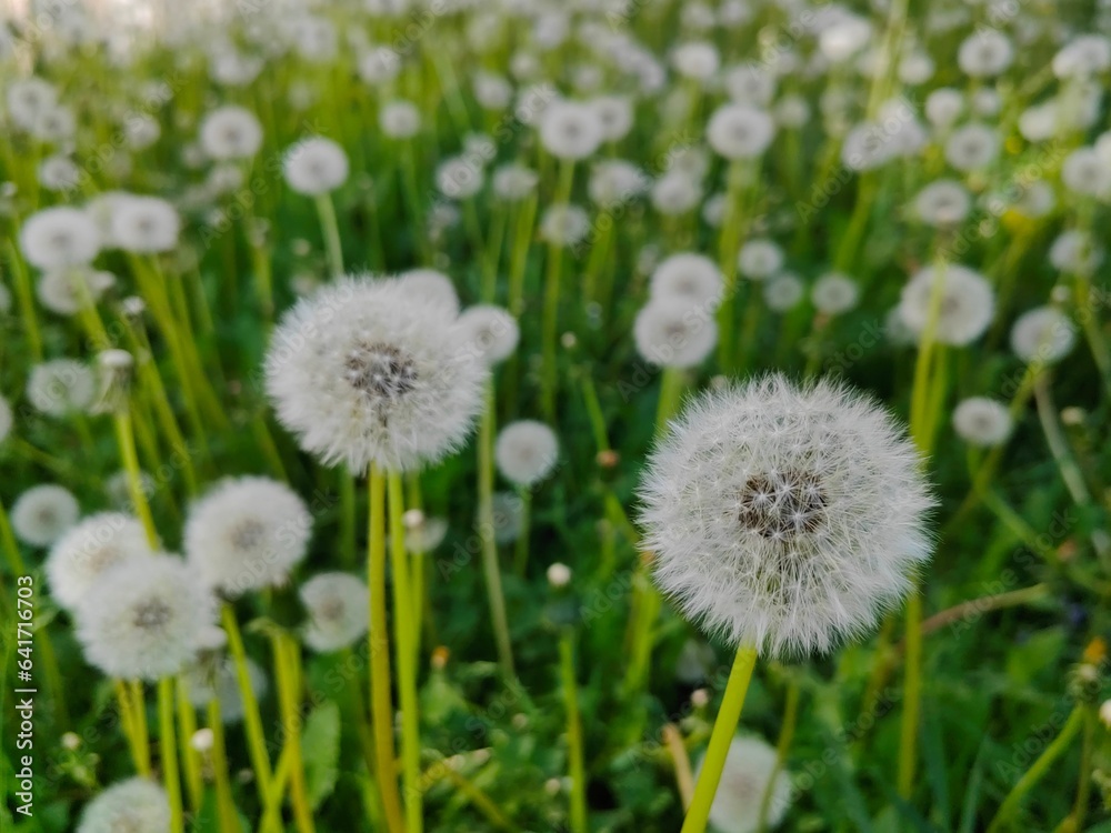 Beatiful white fluffy dandelion in focus on a meadow of dandelions  with blurred background by dandelions and greens on a warm summer day . Sunny day. Fluffy flowers background. Summer flowers concept