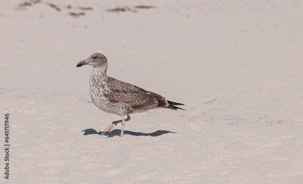 Obraz premium close up of a sea bird walking on the sand of a beach in la paz baja california sur. sunny summer morning and vacation.