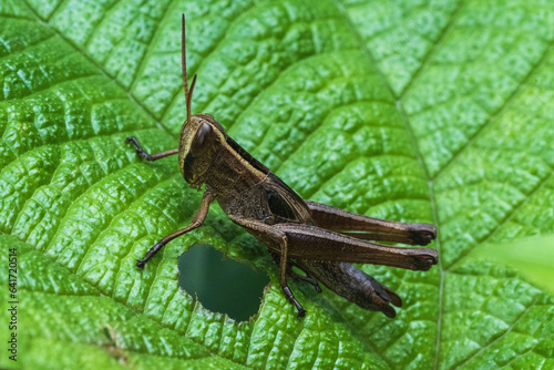 Grasshopper from woods of sirsi, Karnataka