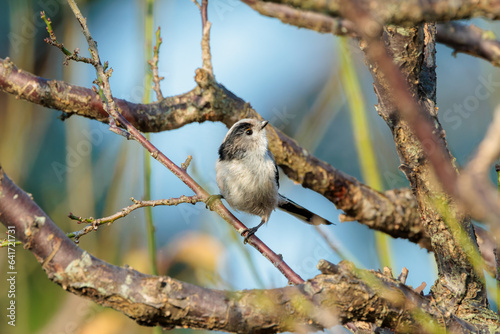 Long-tailed tit(Aegithalos caudatus) photo