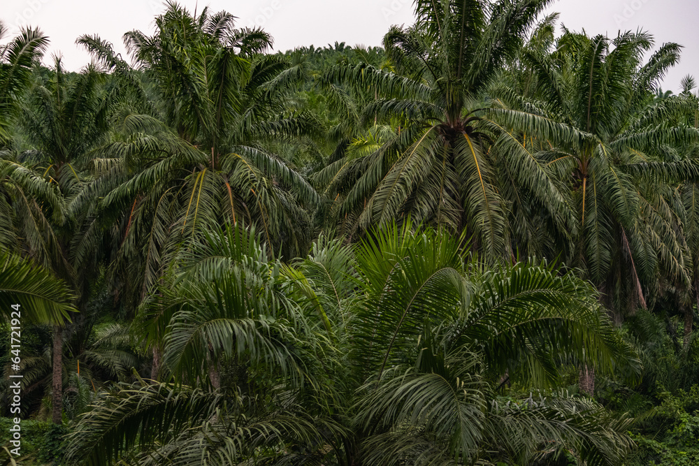 Amazing view of an oil palm plantation Amazing view of an oil palm plantation