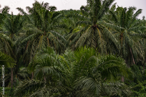 Amazing view of an oil palm plantation