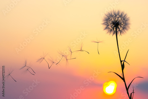 Dandelion seeds are flying against the background of the sunset sky. Floral botany of nature