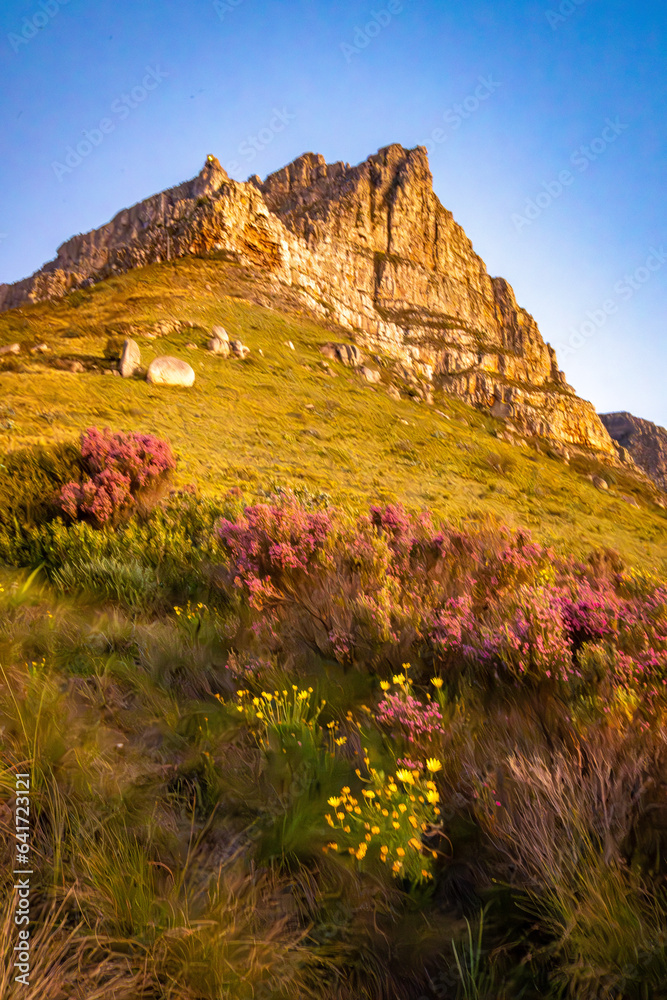 Obraz premium View of Table Mountain from Kloof Corner hike at sunset in Cape Town, western Cape, South Africa