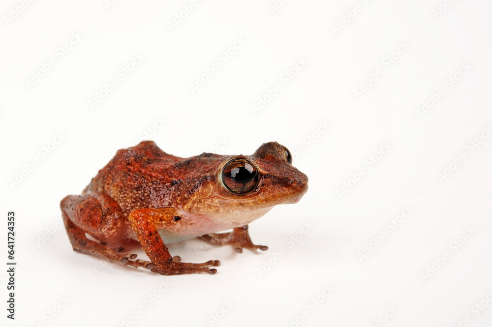 Lesser Antillean Frog, Johnstone's Whistling Frog // Johnstones Pfeiffrosch, Karibischer Pipser (Eleutherodactylus johnstonei) Lesser Antillean Frog, Johnstone's Whistling Frog // Johnstones Pfeiffrosch, Karibischer Pipser (Eleutherodactylus johnstonei)