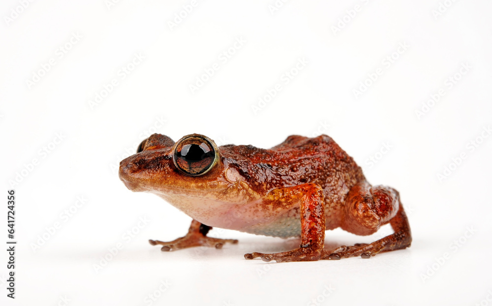 Lesser Antillean Frog, Johnstone's Whistling Frog // Johnstones Pfeiffrosch, Karibischer Pipser (Eleutherodactylus johnstonei) Lesser Antillean Frog, Johnstone's Whistling Frog // Johnstones Pfeiffrosch, Karibischer Pipser (Eleutherodactylus johnstonei)