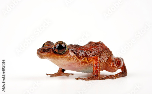 Lesser Antillean Frog, Johnstone's Whistling Frog // Johnstones Pfeiffrosch, Karibischer Pipser (Eleutherodactylus johnstonei) photo