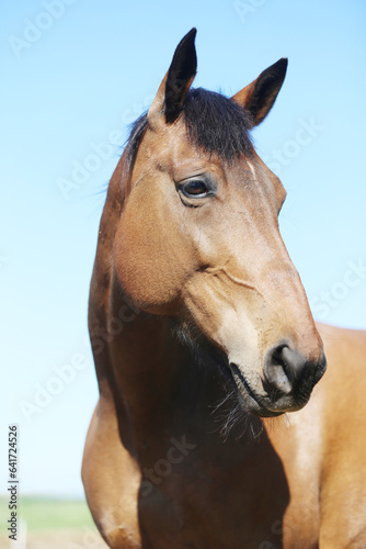 Beautiful creature posing in summer lights. Horse in natural light. Animal portrait