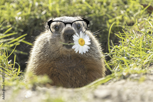 La marmotte heureuse