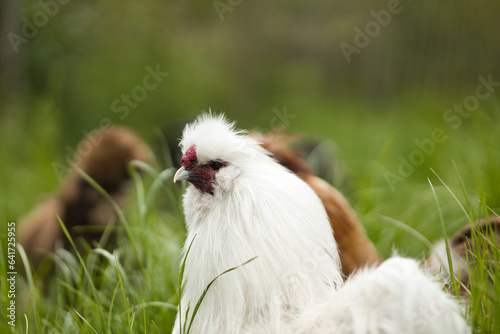 Horizontal close up of white silkie rooster, Wugu-ji chicken, walking on grass, foraging on organic farm. Free-range chickens hens in green country garden in background, selective focus, copy space