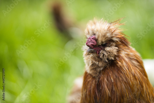 Horizontal close up of a brown silkie rooster, Wugu-ji chicken, walking on grass and foraging on a free range organic farm. Free-range chickens in a green country garden, selective focus, copy space