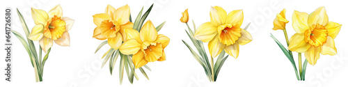 Daffodil Botanical View On A Clean White Background Soft Watercolour Transparent Background