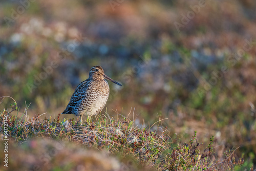 Great snipe (Gallinago media)