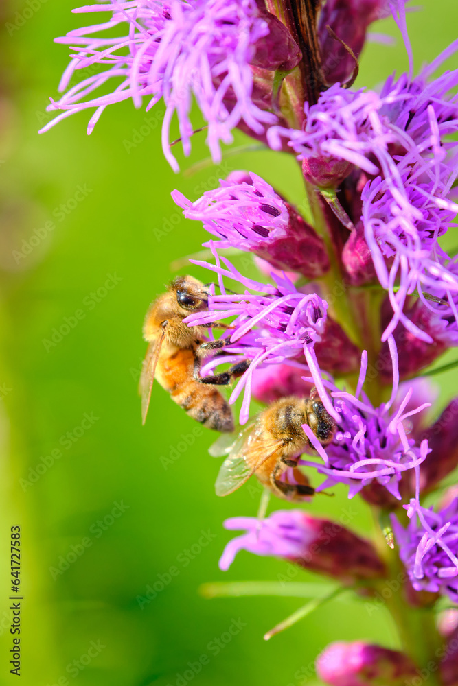 Honey pollinates a dense blazing star on a summer afternoon Honey pollinates a dense blazing star on a summer afternoon