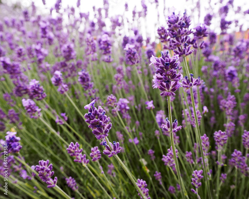 many purple small lavender flowers. aroma . nature . a park. side view