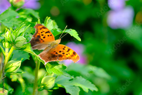 Question mark butterfly spreads it's wings on hibiscus leaves