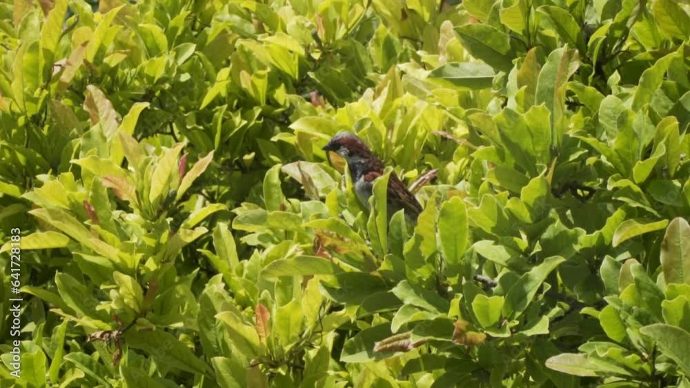 brown and gray sparrow sitting in a green tree. Sparrow bird flying away. Vibrant summer, nature footage. brown and gray sparrow sitting in a green tree. Sparrow bird flying away. Vibrant summer, nature footage.
