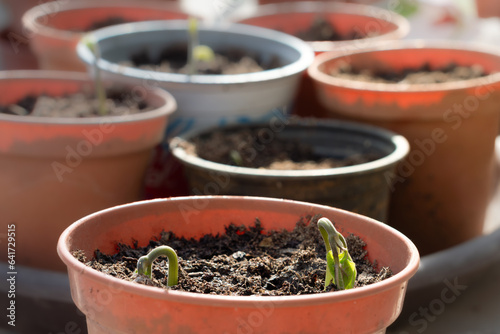 Photos Runner bean vegetable seedling plants growing in pots of compost
