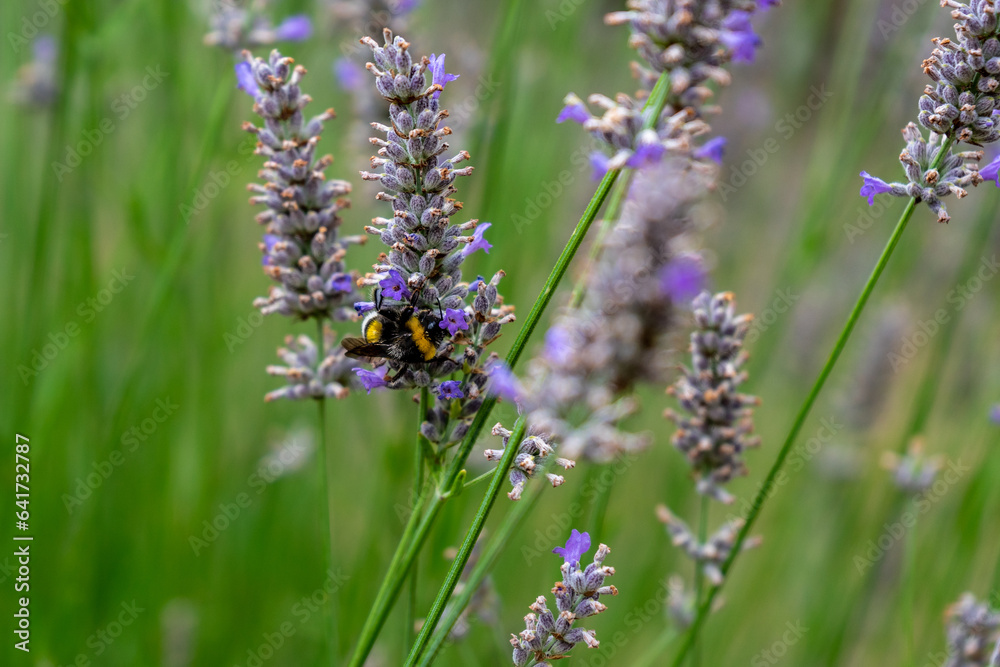 Fiori di lavanda Fiori di lavanda