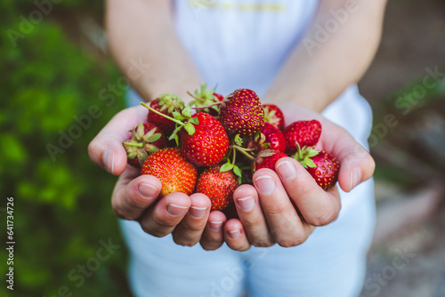 Freshly harvested ripe red strawberries in hands. Taste of summer Selective focus. Shallow depth of field.