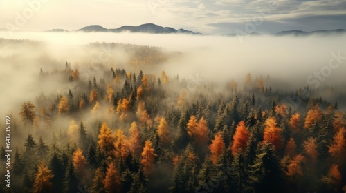 Top view of coniferous forest in autumn at sunset with fog, sunset, God Rays, autumn, drone view © bedaniel